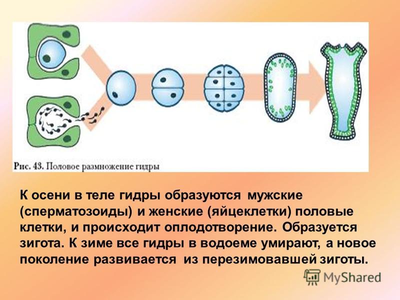 Сайты для даркнета